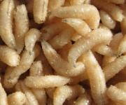 Опарыш(живая насадка)1,0 кг