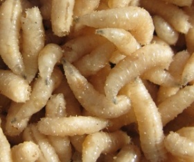 Опарыш(живая насадка)1,0 кг